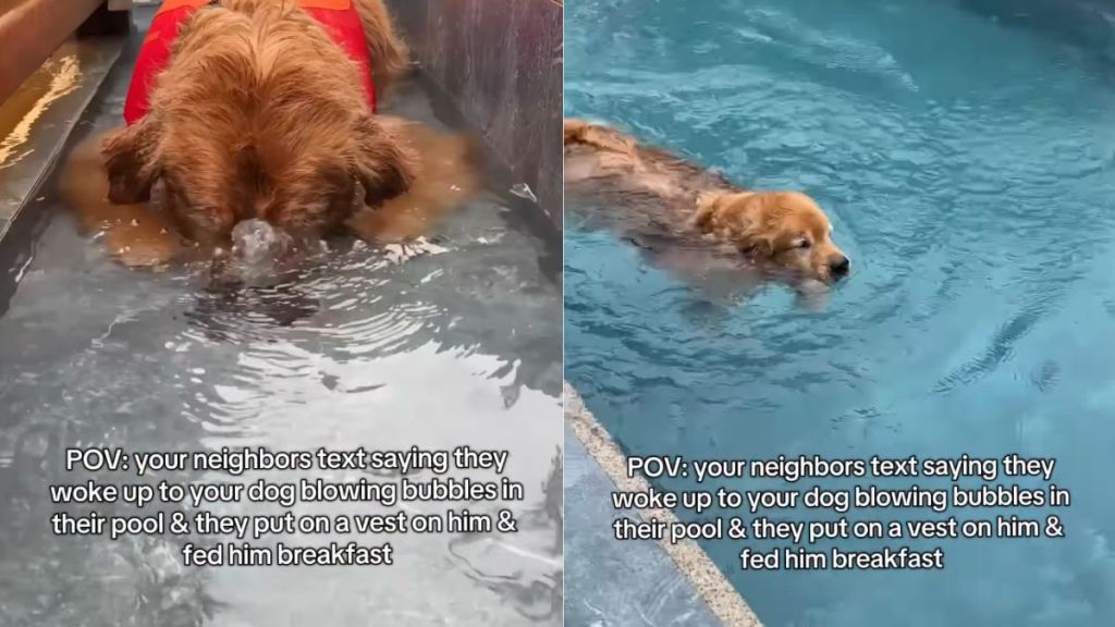 Dog Sneaks Into Neighbor’s Pool Before Returning Home Relaxed & Well-Fed