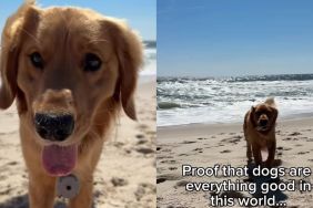 Golden Retriever Brings Mom Little Treasures at the Beach, One by One
