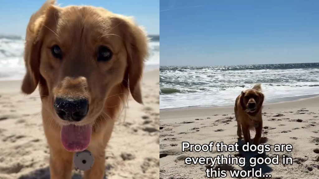 Golden Retriever Brings Mom Little Treasures at the Beach, One by One