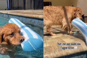 Dog Loves To Hold on To Tag of ‘Pool Noodle’ While Swimming