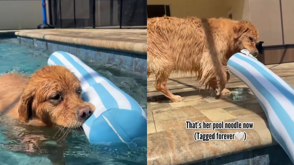 Dog Loves To Hold on To Tag of ‘Pool Noodle’ While Swimming