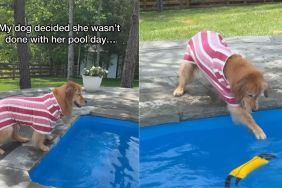 Golden Retriever Is Not Done With Pool Day as She Gets Back In