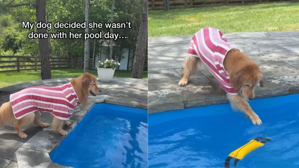 Golden Retriever Is Not Done With Pool Day as She Gets Back In