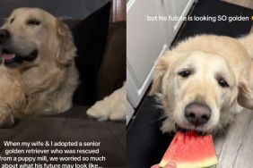 Senior Rescue Golden Retriever Gets the Life Mom Once Thought Was Out of Reach