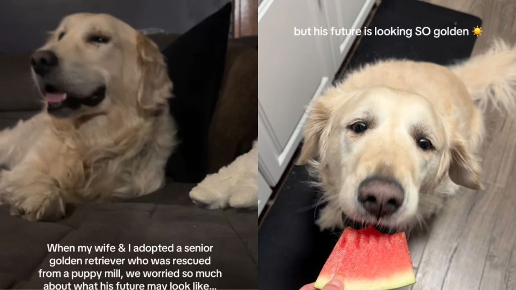 Senior Rescue Golden Retriever Gets the Life Mom Once Thought Was Out of Reach