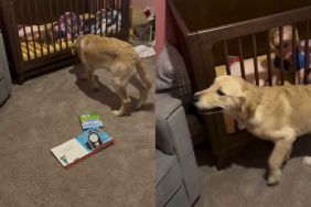 Golden Retriever Wakes up Little Girl & Instantly Makes Her Smile