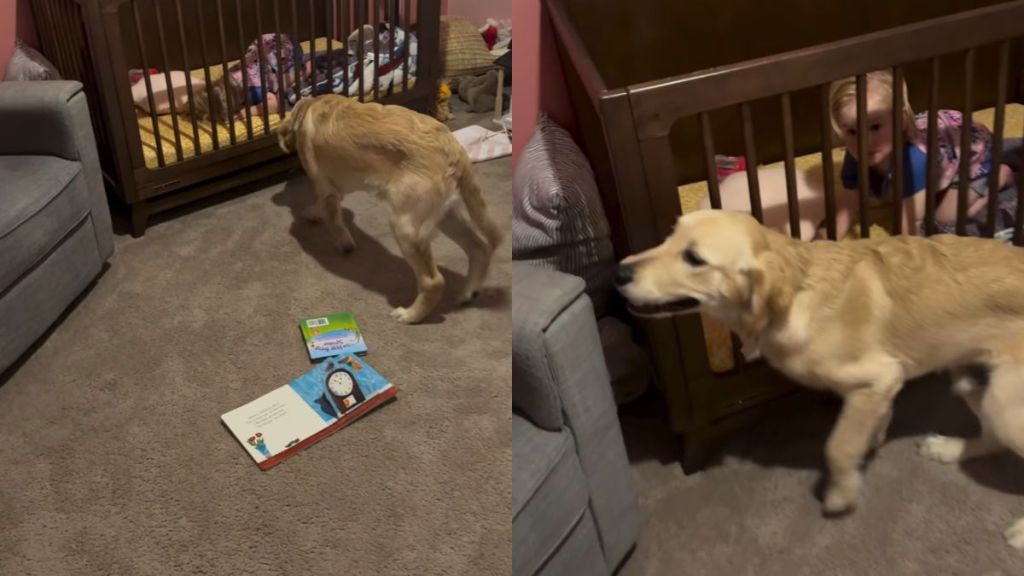 Golden Retriever Wakes up Little Girl & Instantly Makes Her Smile