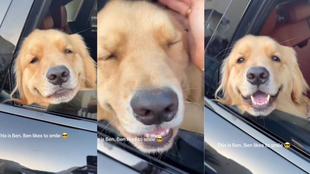 Golden Retriever’s Toothy Smile Is Truly One in a Million