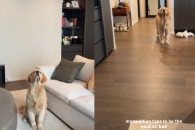 This Golden Retriever Never Seems To Miss a Catch
