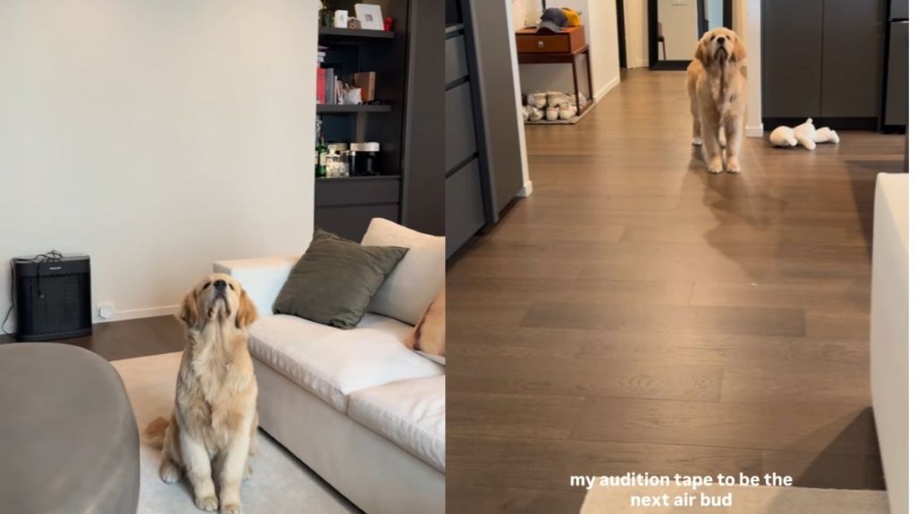 This Golden Retriever Never Seems To Miss a Catch