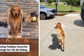 Golden Retriever Spends Birthday Doing Favorite Things With Dad