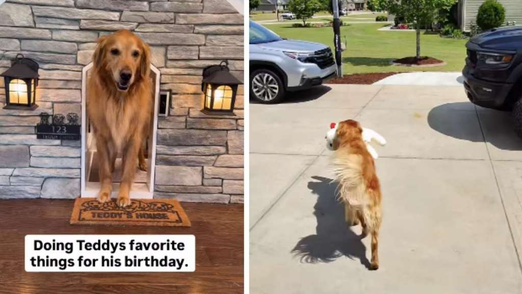 Golden Retriever Spends Birthday Doing Favorite Things With Dad