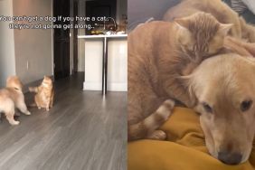 Dog & Cat Prove Everyone Wrong by Becoming Best Friends