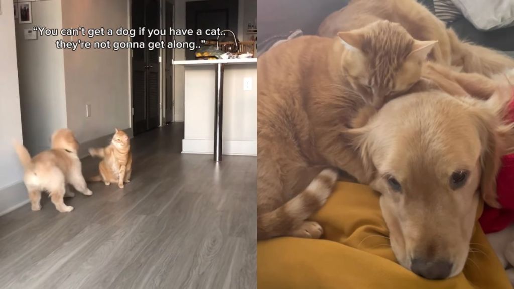 Dog & Cat Prove Everyone Wrong by Becoming Best Friends