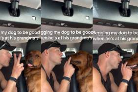Golden Retriever Couldn’t Care Less About Dad’s Rules at Grandma’s
