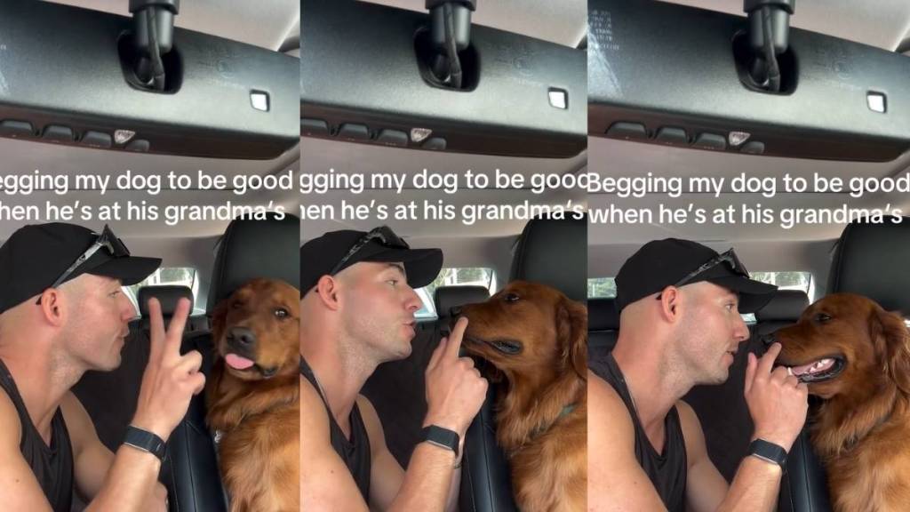 Golden Retriever Couldn’t Care Less About Dad’s Rules at Grandma’s