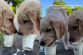 Puppy & Furry Brother Try Pup Cups for First Time & Love It