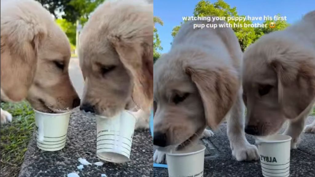 Puppy & Furry Brother Try Pup Cups for First Time & Love It