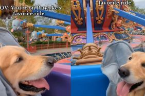 Golden Retriever Enjoys Favorite Amusement Park Ride
