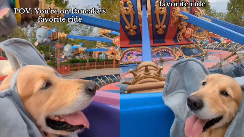 Golden Retriever Enjoys Favorite Amusement Park Ride