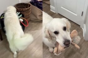 Golden Retriever Hears Little Baby Wake Up but Still Watches From Safe Distance