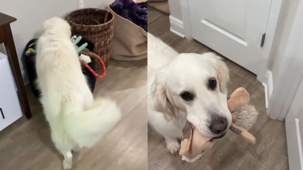 Golden Retriever Hears Little Baby Wake Up but Still Watches From Safe Distance