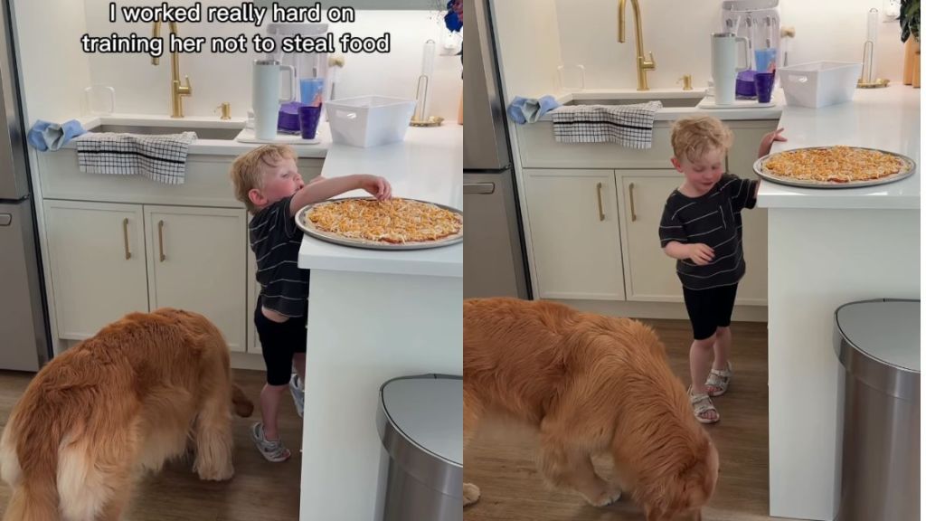 Dog Finds Perfect Partner in Crime as Little Boy Sneaks Her Food