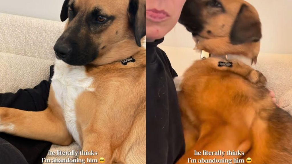 Rescue Dog Clings to Mom Like a Little Baby, Afraid She Is Abandoning Him