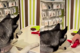 Husky shopping toy