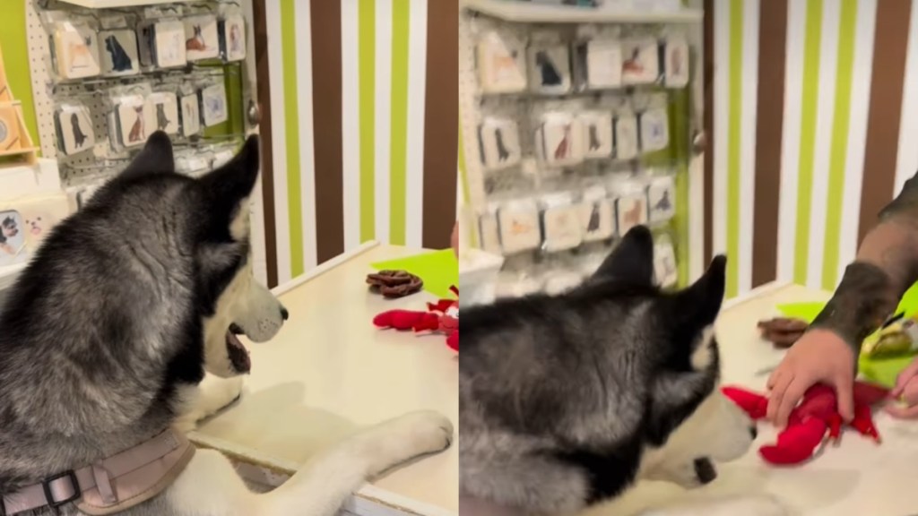 Husky shopping toy