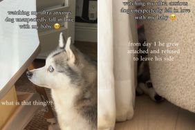 Anxious’ Dog Never Leaves Little Baby Alone & Listens for His Cries at Night
