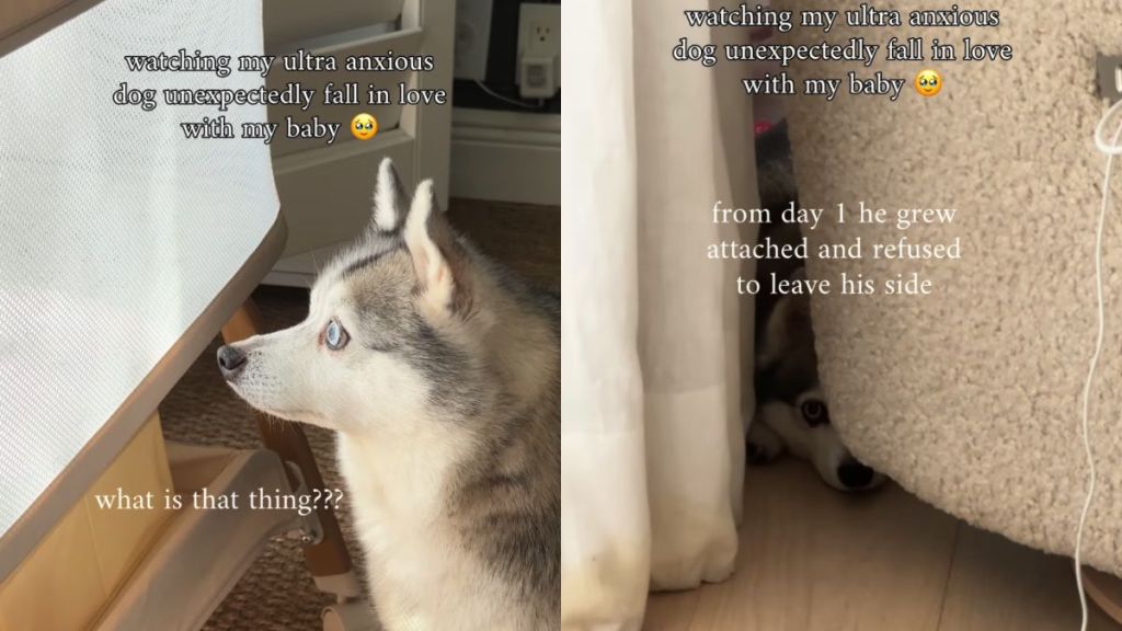 Anxious’ Dog Never Leaves Little Baby Alone & Listens for His Cries at Night