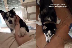 Protective Husky Has Become Pregnant Owner’s Constant Shadow