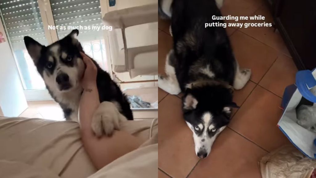 Protective Husky Has Become Pregnant Owner’s Constant Shadow
