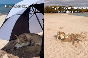 Husky Has Two Strikingly Different Moods While at Beach