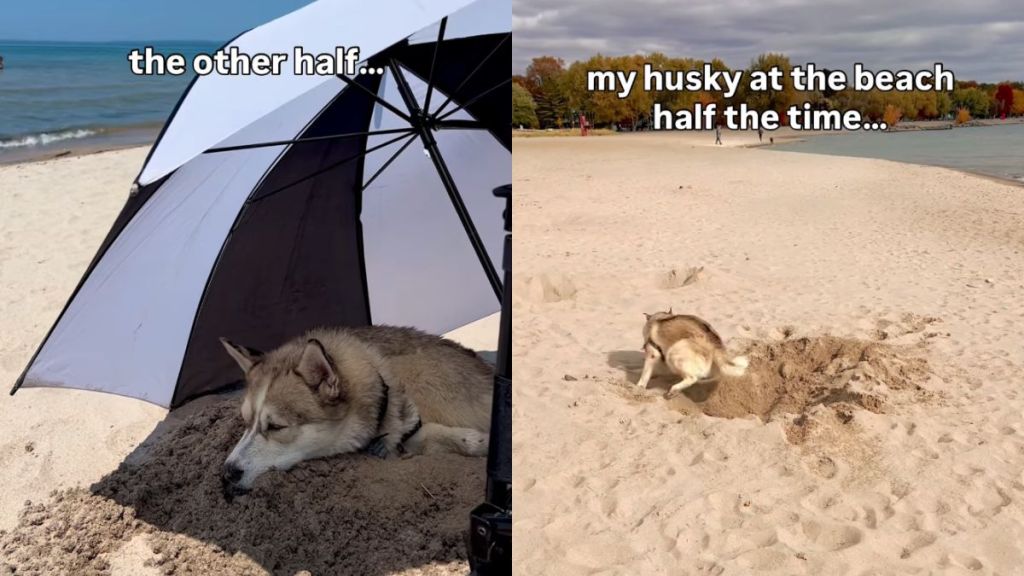 Husky Has Two Strikingly Different Moods While at Beach
