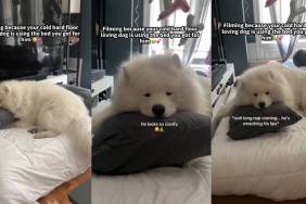 ‘Floor Loving’ Dog Uses New Bed & Makes Owner Super Happy