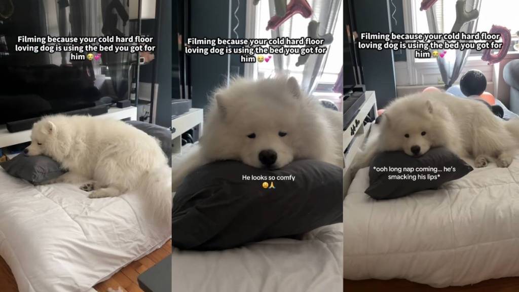 ‘Floor Loving’ Dog Uses New Bed & Makes Owner Super Happy