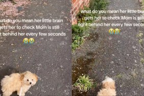 Tiny Dog Checks on Mom Every Few Seconds During Walk