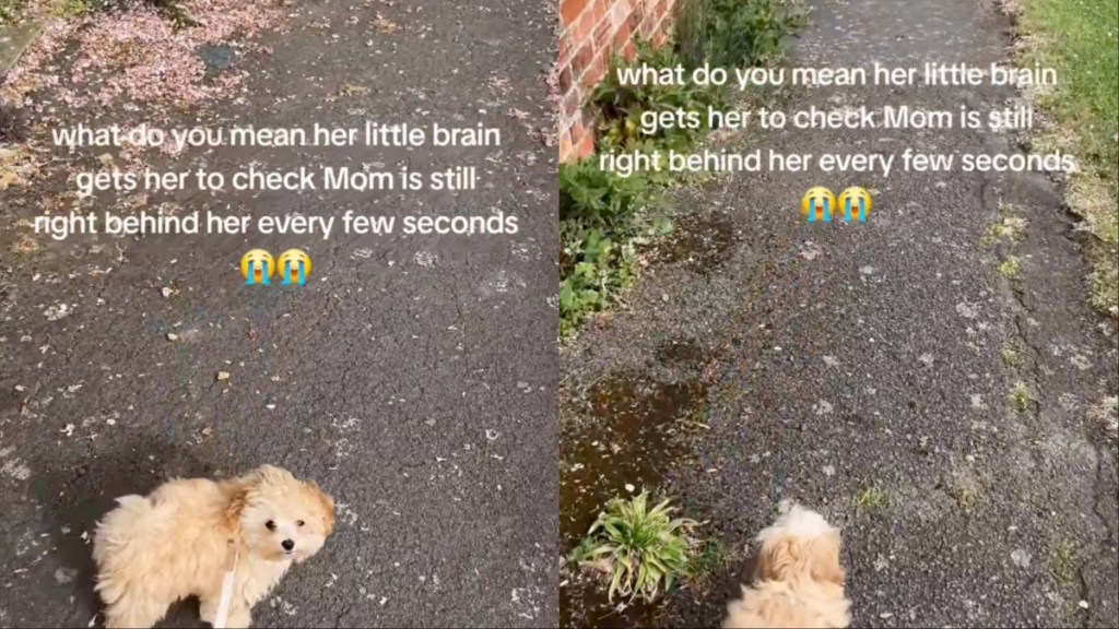Tiny Dog Checks on Mom Every Few Seconds During Walk