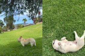 Dog Enjoying Refreshing Nature Is One for Books