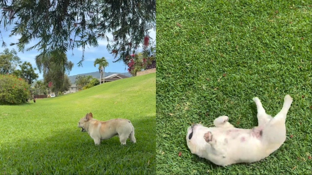 Dog Enjoying Refreshing Nature Is One for Books