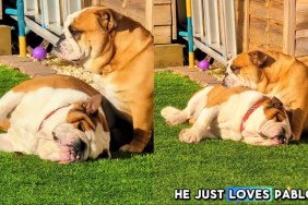 Dogs Absolutely Love to Bask in Sun Together