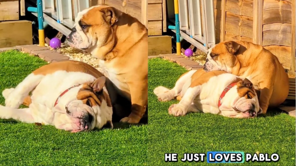 Dogs Absolutely Love to Bask in Sun Together