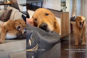 Owner Reveals What Makes Emotional Golden Retriever So Special