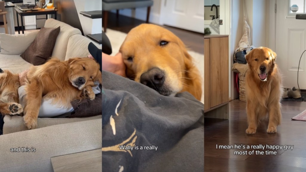 Owner Reveals What Makes Emotional Golden Retriever So Special