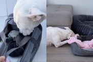 Dog Meets Little Puppy & Two Very Different Journeys Finally Become One