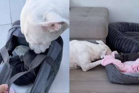 Dog Meets Little Puppy & Two Very Different Journeys Finally Become One