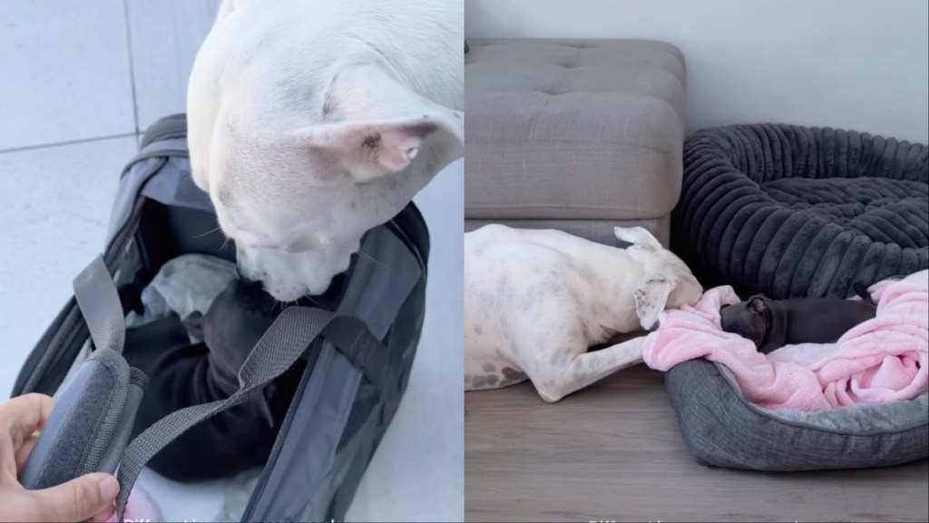 Dog Meets Little Puppy & Two Very Different Journeys Finally Become One