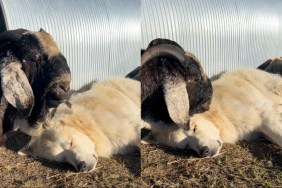 Guardian Dog Snoozes as Farm Friend Tries Hard to Wake Him